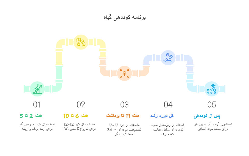 برنامه-کوددهی ماری جوانا
