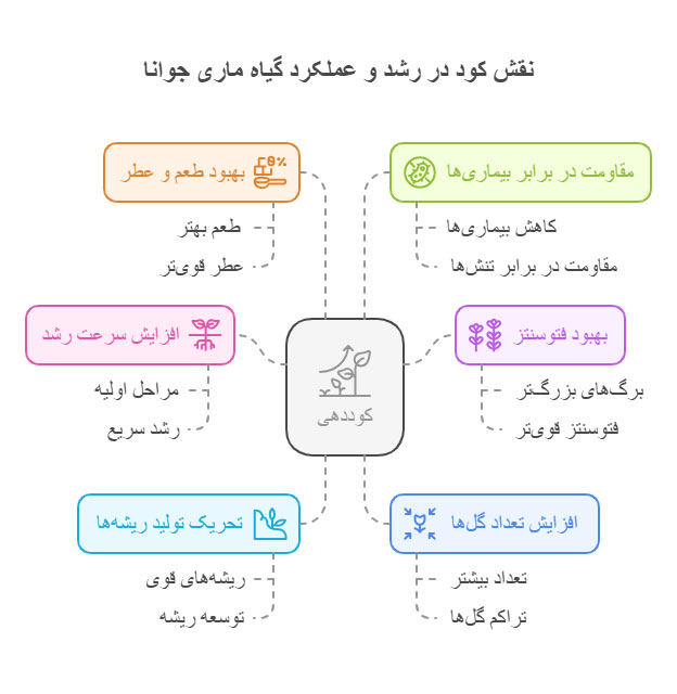 نقش-کود-رشد-و-عملکرد-گیاه-ماری-جوانا-هنراموز