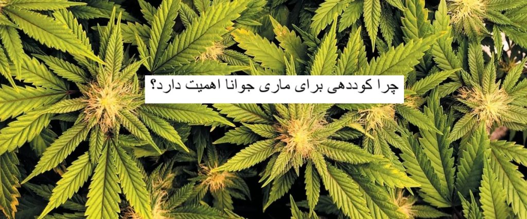 چرا کوددهی برای ماری جوانا اهمیت دارد؟-هنراموز