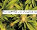 چرا کوددهی برای ماری جوانا اهمیت دارد؟-هنراموز